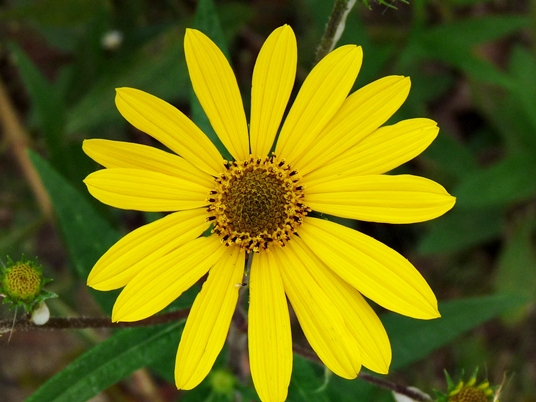 {Helianthus giganteus}